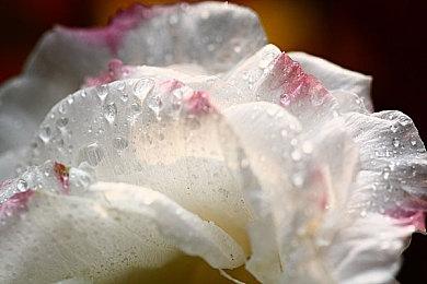 《信长之野望 新生 with 威力加强版》系统介绍：更为进化的“君臣同心”